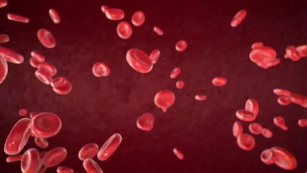 Red Blood Cells Flowing Blood Animation Blood Flows Arteries Animation — Vídeo de Stock