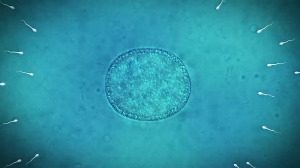 Renderizado Animación Médica Espermatozoides Carrera Hacia Huevo — Vídeo de stock