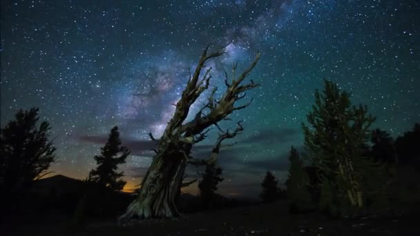 Timelapse Video Milky Way Galaxy Moves Tree Line Night Shift — Stockvideo