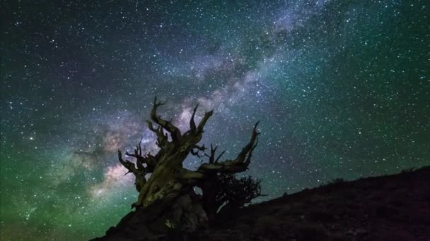 Timelapse Video Milky Way Galaxy Moves Tree Line Night Shift — Stockvideo
