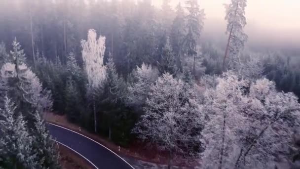 Winter Snowy Forest Frozen Trees Frozen Streams Forest Roads Snowing — Video Stock