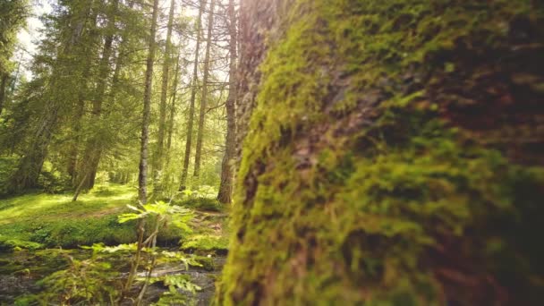 Promienie Słoneczne Przebijają Się Przez Zielone Gałęzie Drzew Zielony Las — Wideo stockowe