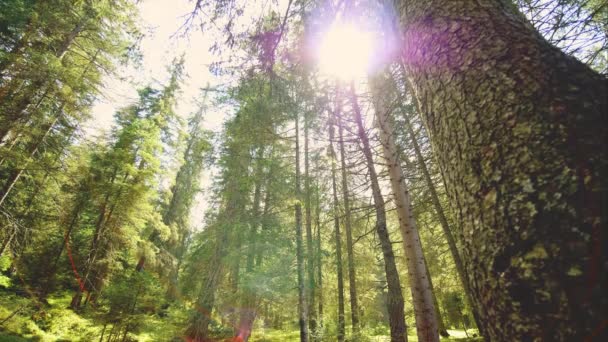 Walk Magic Forest Morning Sun Rays Emerging Though Green Tree — Video Stock