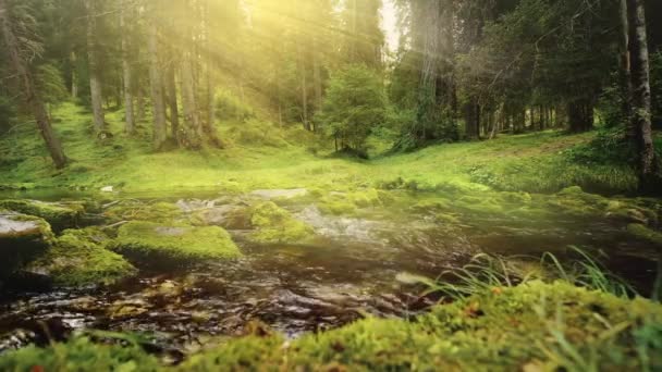 Natur Fluss Wasserfall Wald Sonne Morgen Magisch Der Bach Fließt — Stockvideo