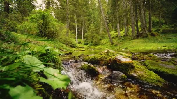 Natura Rzeka Wodospad Las Rano Słońce Magiczne Strumień Szybko Biegnie — Wideo stockowe