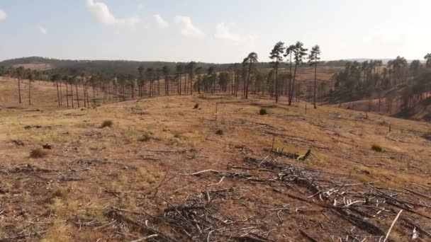 Deforestation View Drone Forest Destroyed Forest Climate Change — Vídeos de Stock