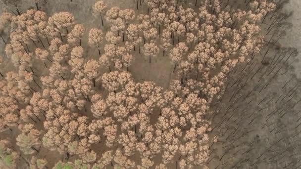 Deforestation View Drone Forest Destroyed Forest Climate Change — Video Stock