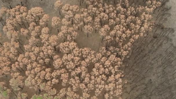 Deforestation View Drone Forest Destroyed Forest Climate Change — Video