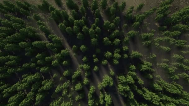 Deforestation View Drone Forest Destroyed Forest Climate Change — Stockvideo