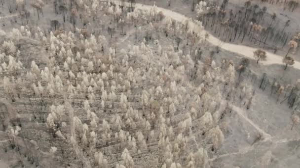 Deforestation View Drone Forest Destroyed Forest Climate Change — Wideo stockowe