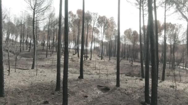 Deforestation View Drone Forest Destroyed Forest Climate Change — стоковое видео