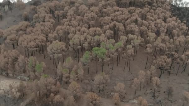 Deforestation View Drone Forest Destroyed Forest Climate Change — 图库视频影像
