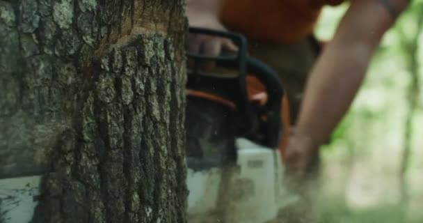 Man Sawing Tree Chainsaw Tree Felling Close Close Logging Saw — Wideo stockowe