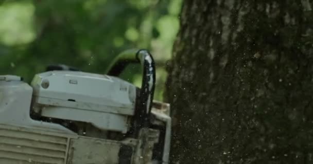 Man Sawing Tree Chainsaw Tree Felling Close Close Logging Saw — Stock Video