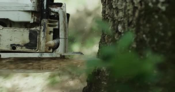 Man Sawing Tree Chainsaw Tree Felling Close Close Logging Saw — 비디오