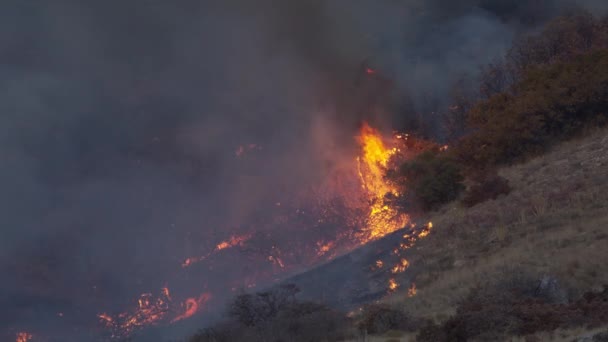 Changing Climate Epic Footage Smoking Forest Fire Air Forest Field — 비디오