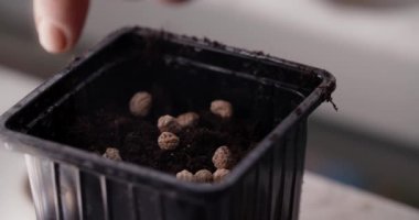 Women's hands are planting seeds in a pot. The seeds fall into the pot. Gardening, horticulture. Sowing seeds. . High-quality shooting in 4k format