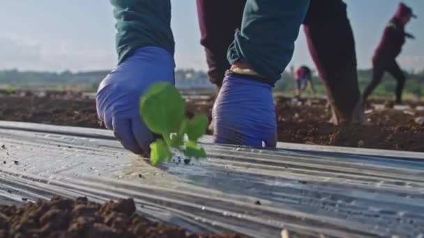 Farmer Hands Planting Plants Business Concept Crop Production Farmer Hands — Vídeo de Stock