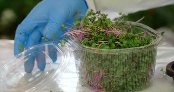 Young Plant Transparent Container Man White Coat Rubber Gloves Closes — Video