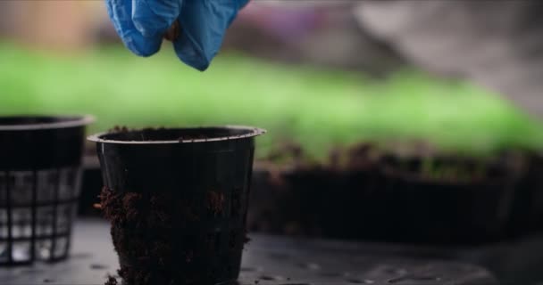 Women Hands Planting Seeds Pot Seeds Fall Pot Gardening Horticulture — Video Stock