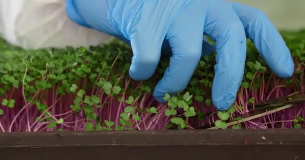 Young Plants Pots Man White Coat Rubber Gloves Cuts Young — Video