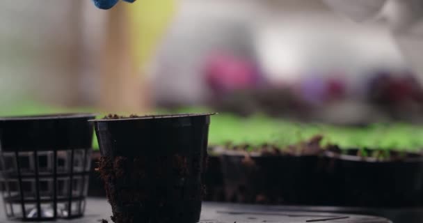 Women Hands Planting Seeds Pot Seeds Fall Pot Gardening Horticulture — Video Stock