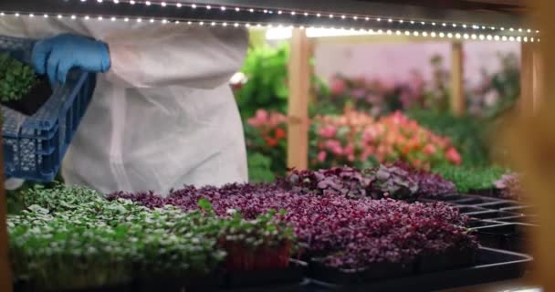 Farmer White Overalls Blue Gloves Puts Plants Box Young Plants — Vídeos de Stock