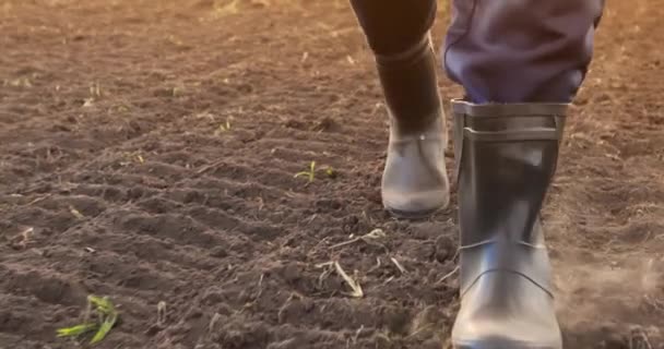 Farmer Rubber Boots Walks Field Rows Green Shoots Agricultural Crops — ストック動画