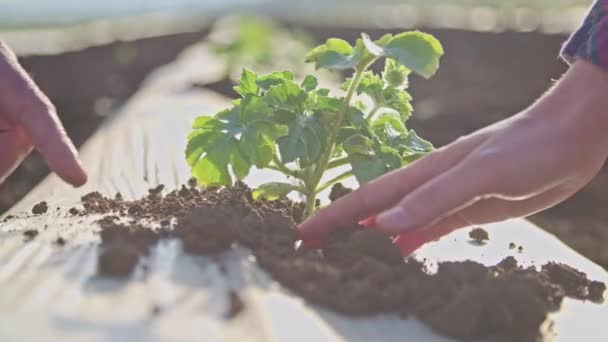 Farmer Hands Planting Plants Business Concept Crop Production Farmer Hands — 비디오