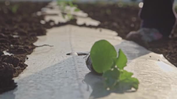 Farmer Hands Planting Plants Business Concept Crop Production Farmer Hands — Wideo stockowe