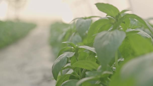 Farmer Picking Basil Leaves Farmer Approaches Bushes Plants Large Greenhouses — Vídeos de Stock