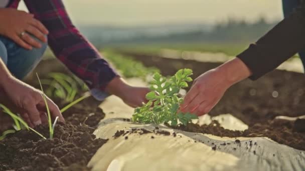 Руки Фермера Сажают Растения Бизнес Концепция Растениеводства Руки Фермера Сажают — стоковое видео