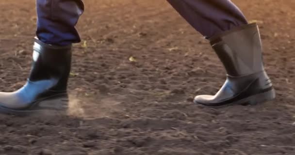 Farmer Rubber Boots Walks Field Rows Green Shoots Agricultural Crops — Vídeo de stock