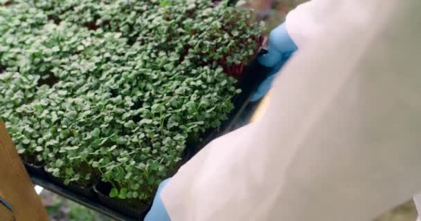 Man White Coat Puts Plants Shelf Plants Grown Laboratories — Stockvideo