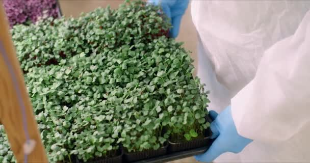 Man White Coat Puts Plants Shelf Plants Grown Laboratories — Stock video