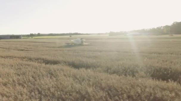 Combine Harvesting Wheat Combine Harvester Agricultural Machine Harvests Golden Ripe — Stockvideo