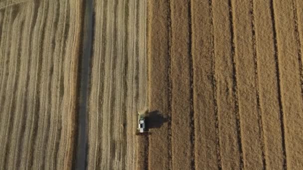 混合收割小麦 混合收割机 农业机械 收获金熟小麦田 收割后的田地小麦田上的联合收割机 — 图库视频影像