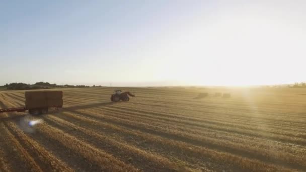 Tractor Recoge Heno Campo Los Agricultores Recogen Pajar Los Ponen — Vídeo de stock