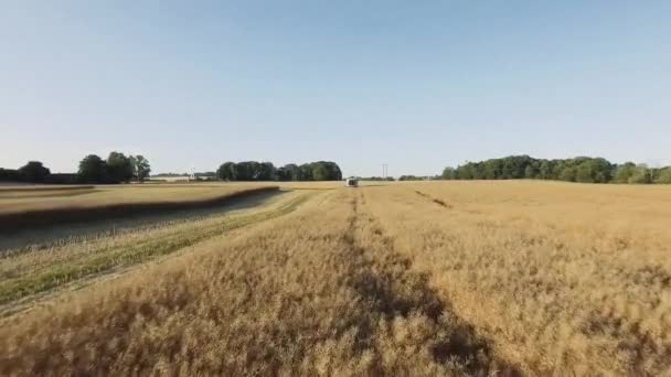 Combinar Para Cosechar Trigo Combine Cosechadora Máquina Agrícola Cosecha Campo — Vídeo de stock