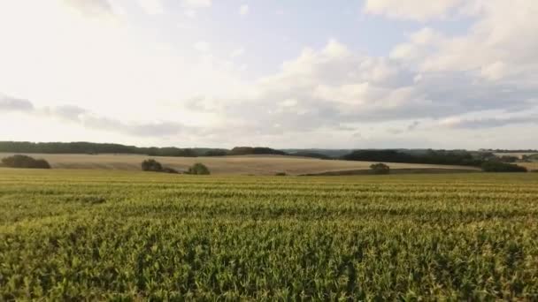 Kombinovat Pro Sklizeň Pšenice Kombajn Zemědělský Stroj Sklízí Zlaté Zralé — Stock video