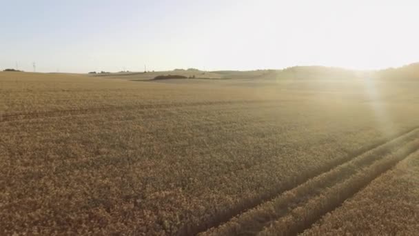 Combinar Para Cosechar Trigo Combine Cosechadora Máquina Agrícola Cosecha Campo — Vídeos de Stock