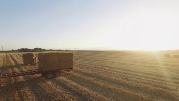 Tracteur Ramasse Foin Sur Terrain Les Agriculteurs Ramassent Les Meules — Video