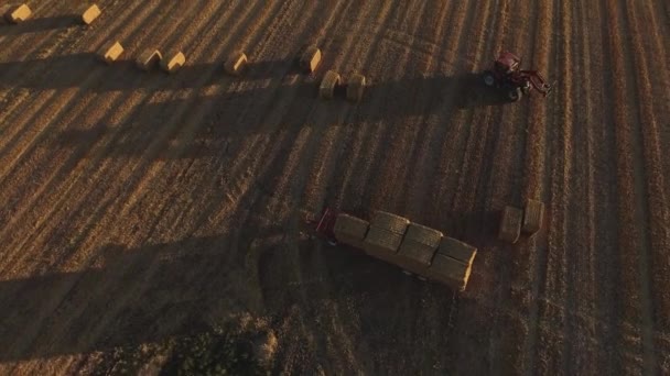 Tractor Recoge Heno Campo Los Agricultores Recogen Pajar Los Ponen — Vídeo de stock