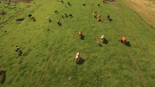 農場で牛の群れの空中写真牛の空中写真 ミルク農場 緑の畑に牛 ミルク農場 牛の農場 緑のフィールド内の牛の空中写真 牛の群れ — ストック動画