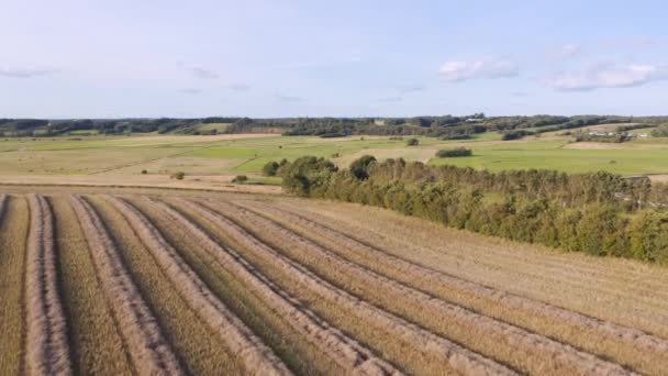 Drone Flies Wheat Field Sunset Drone Flies Yellow Agricultural Wheat — Video Stock
