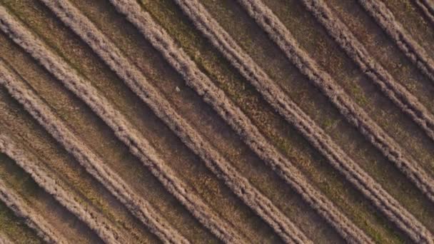 Drohnenflug Über Halme Von Gemähtem Weizen Weizenfeld Nach Der Ernte — Stockvideo