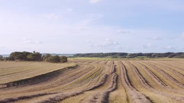 Повітряний Безпілотник Бачить Політ Через Стебла Пшениці Полі Після Жнив — стокове відео