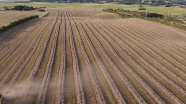 Aerial Drone Kilátás Repülés Szárak Kaszált Búza Búzamezőn Betakarítás Után — Stock videók