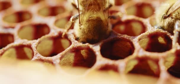 Bijen Wemelen Van Honingraat Extreme Macrofotografie Insecten Die Een Houten — Stockvideo