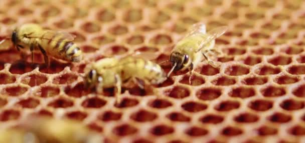 Bijen Wemelen Van Honingraat Extreme Macrofotografie Insecten Die Een Houten — Stockvideo